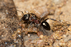 Notoncus ectatommoides