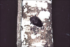 Vespadelus vulturnus