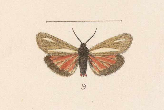 Virbia polyphron