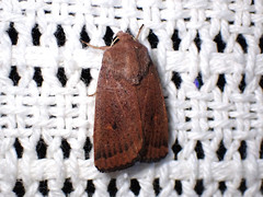 Proteuxoa porphyrescens