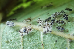 Corythucha juglandis