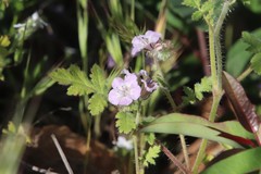 Phacelia cicutaria hispida