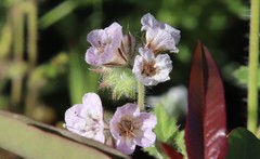 Phacelia cicutaria hispida