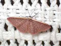 Idaea inversata
