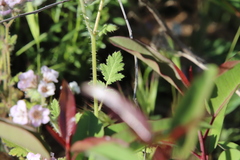 Phacelia cicutaria hispida