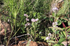 Phacelia cicutaria hispida