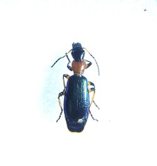 Calleida punctata