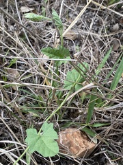 Convolvulus equitans