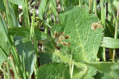 Phytomyza saniculae