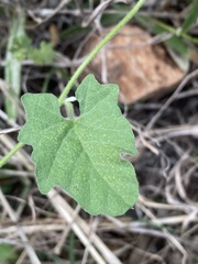 Convolvulus equitans