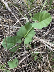 Convolvulus equitans