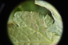 Phytomyza saniculae