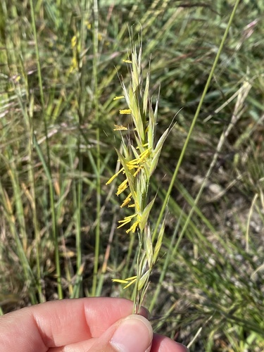iNaturalist observation photo of California brome