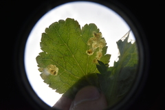 Phytomyza saniculae