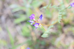 Astragalus lindheimeri