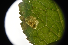 Phytomyza saniculae