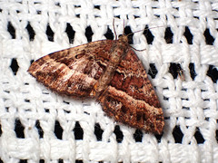 Chrysolarentia vicissata