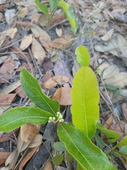 Geobalanus oblongifolius