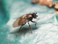 Leptocera