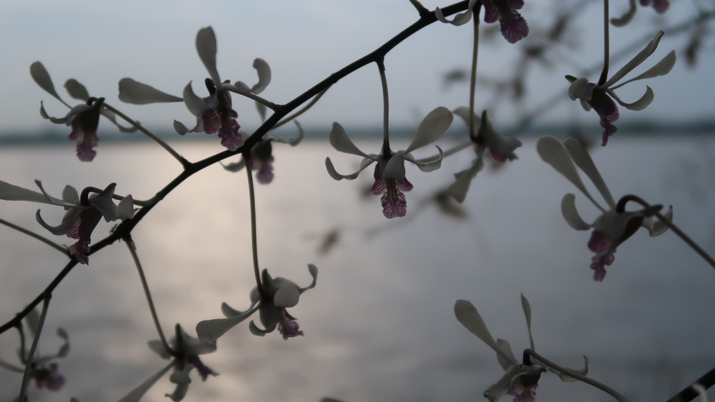Dendrobium lineale Rolfe