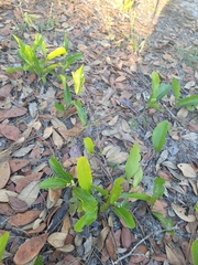 Geobalanus oblongifolius