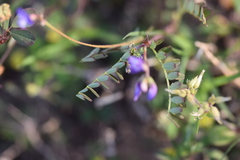 Astragalus lindheimeri