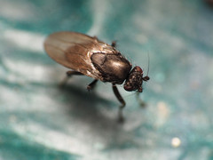 Leptocera