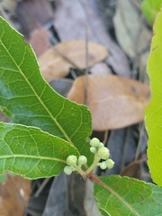 Geobalanus oblongifolius