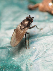 Leptocera