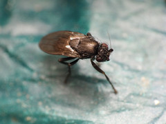 Leptocera