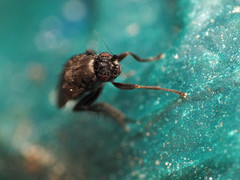 Leptocera