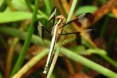 Neurothemis tullia