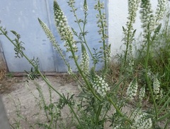 Reseda alba