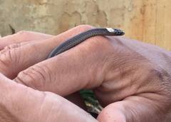 Cacophis harriettae