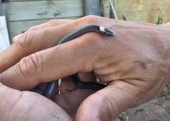 Cacophis harriettae