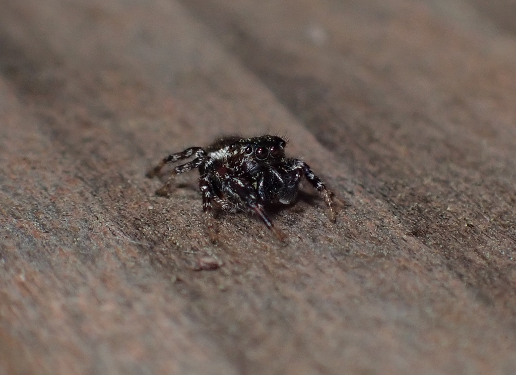 Coppered White-cheeked Jumping Spider from Los Angeles County, CA, USA