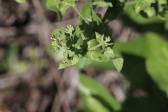 Acourtia microcephala