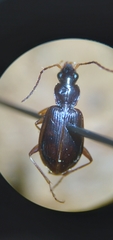 Agonum piceolum