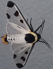 Dysschema boisduvallii