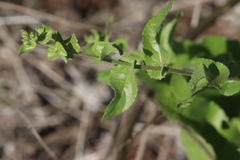Acourtia microcephala