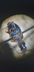 Agonum piceolum