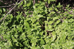 Acourtia microcephala