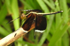 Neurothemis tullia