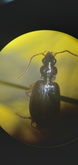 Agonum piceolum