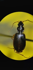 Agonum piceolum