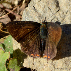 Heliophorus