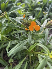 Erysimum × marshallii