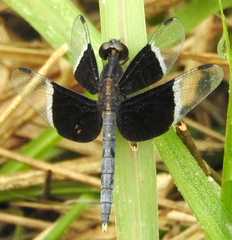 Neurothemis tullia