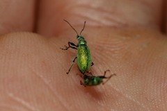 Phyllobius argentatus