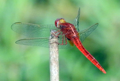 Crocothemis servilia